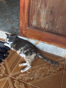 คุณนายหมอก